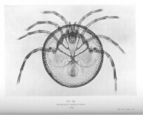 Mideopsis Orbicularis